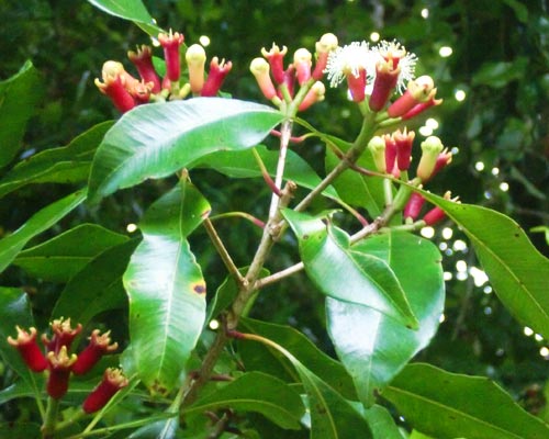 plantaciones de café y clavos de especies